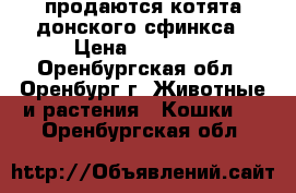 продаются котята донского сфинкса › Цена ­ 15 000 - Оренбургская обл., Оренбург г. Животные и растения » Кошки   . Оренбургская обл.